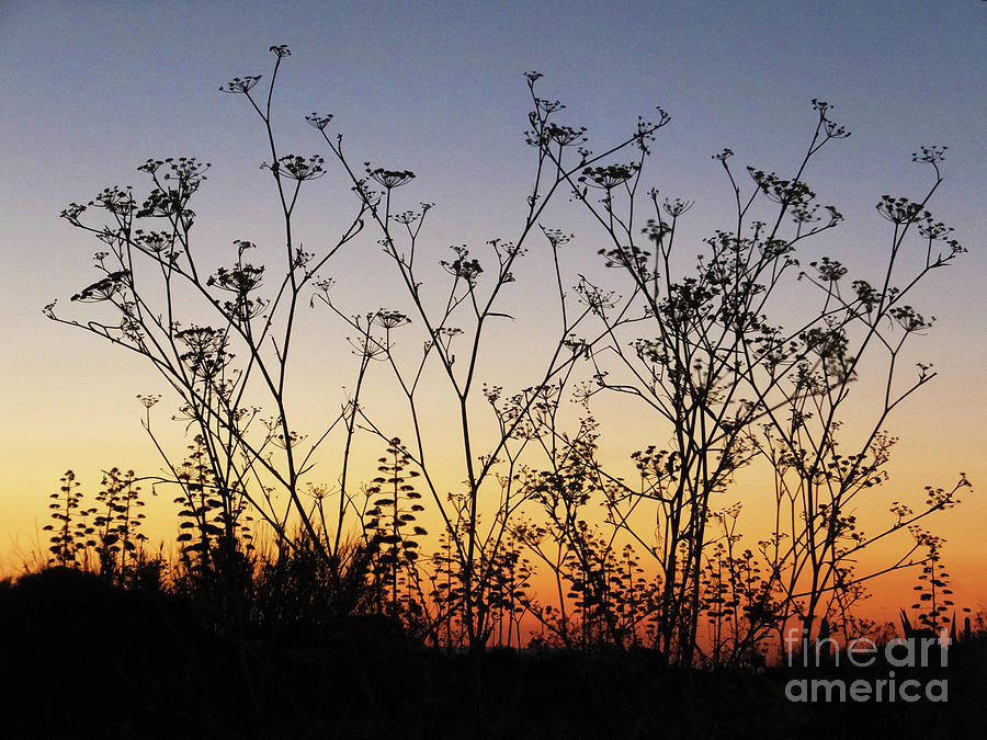 Wild Flora in silhouette by Mary Attard Wild Flora in silhouette by Mary Attard