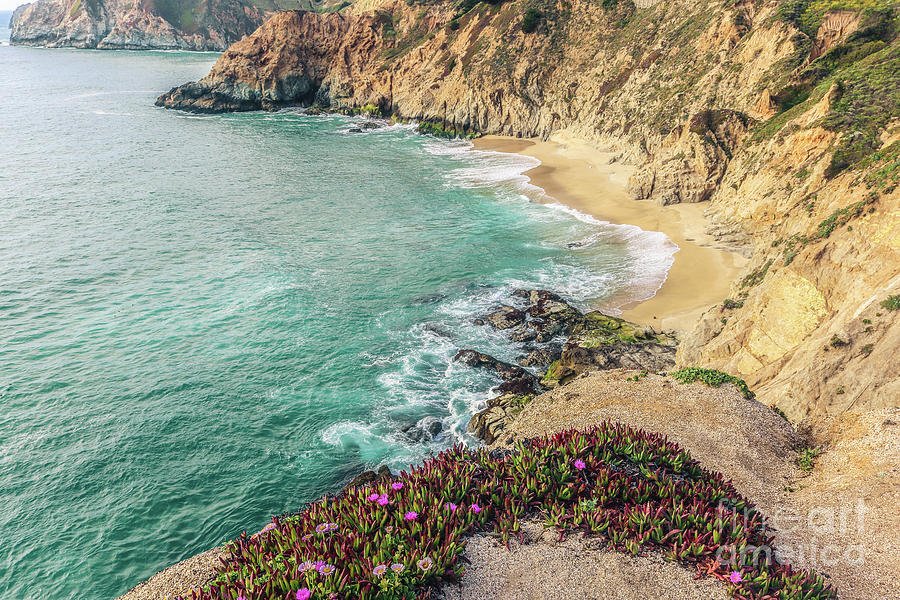 Wild flora on California coast  Photograph by Claudia M Photography