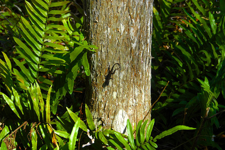 Wild Florida and Anole Photograph by David Lee Thompson