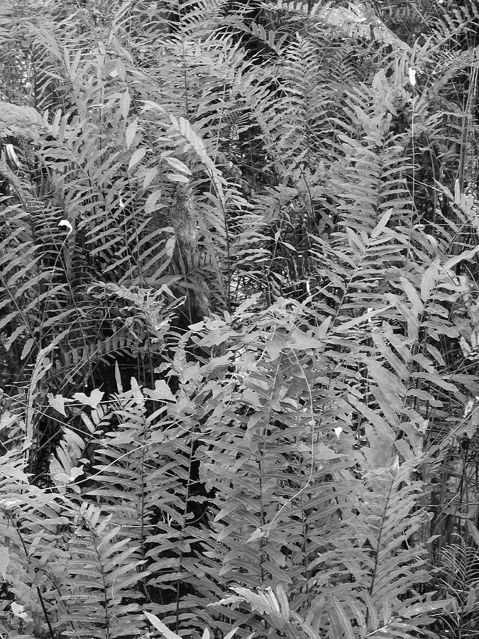 Wild Florida Ferns Photograph by Juergen Roth