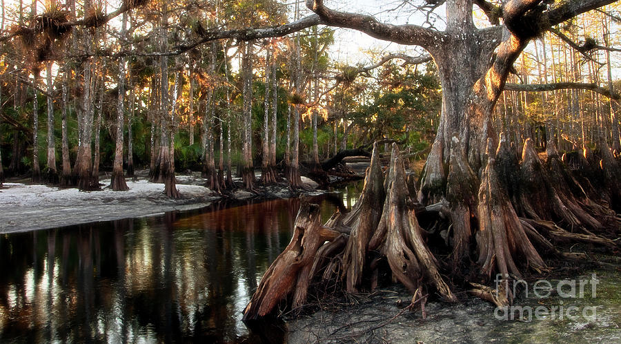 Wild Florida - Fisheating Creek Photograph by Matt Tilghman