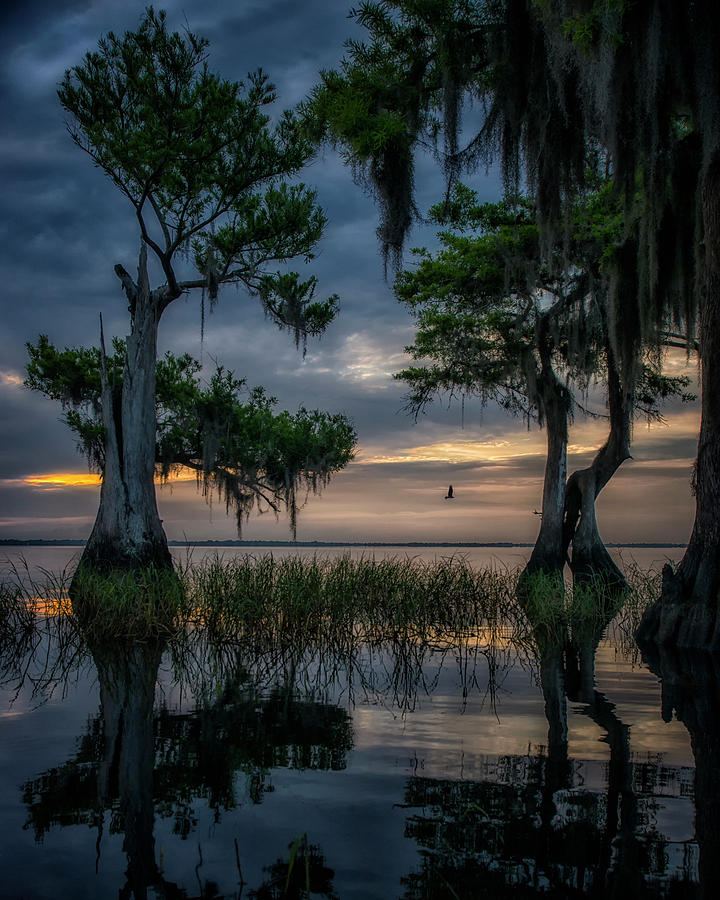Wild Florida Photograph by Ghostwinds Photography