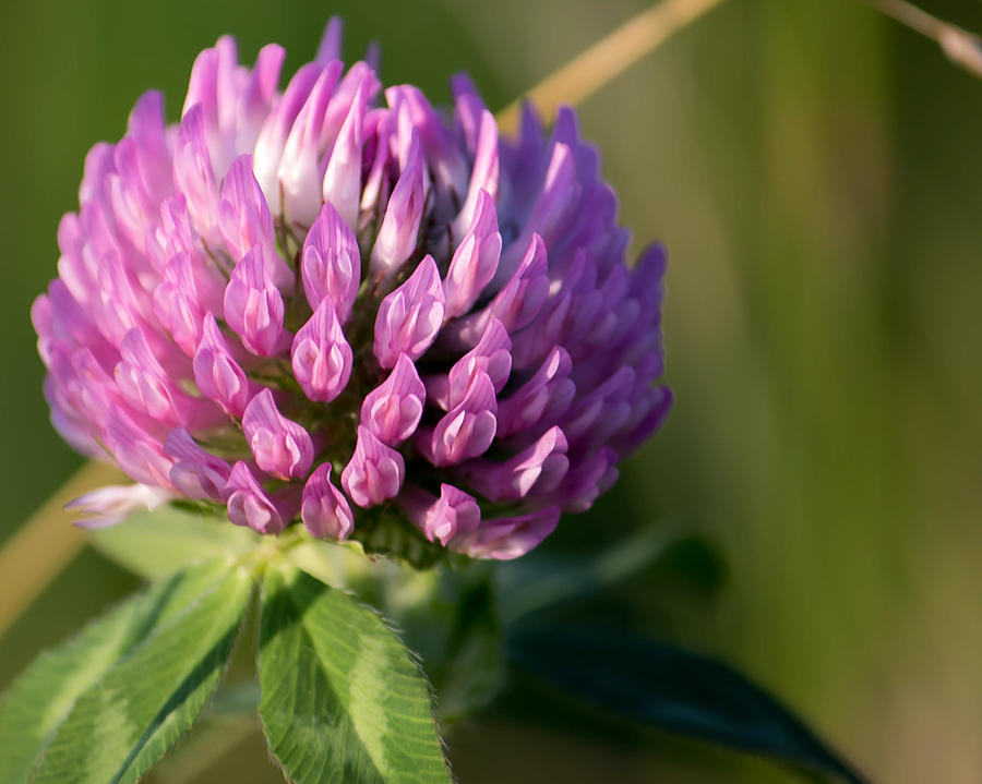 Wild Flower Bloom by Marc Champagne Wild Flower Bloom by Marc Champagne
