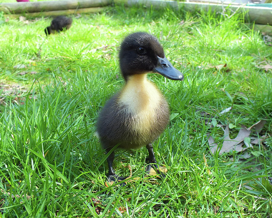 Wild Flower Duckling Photograph by Kimmary MacLean