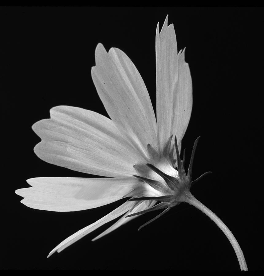 Wild Flower I Photograph by Roger Lapinski