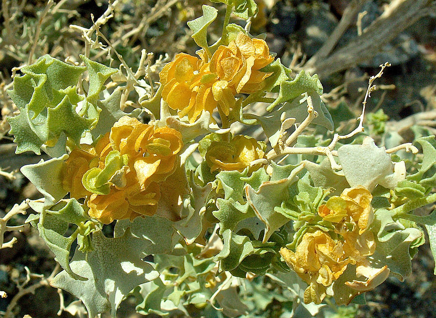 Wild Flower In Death Valley Photograph