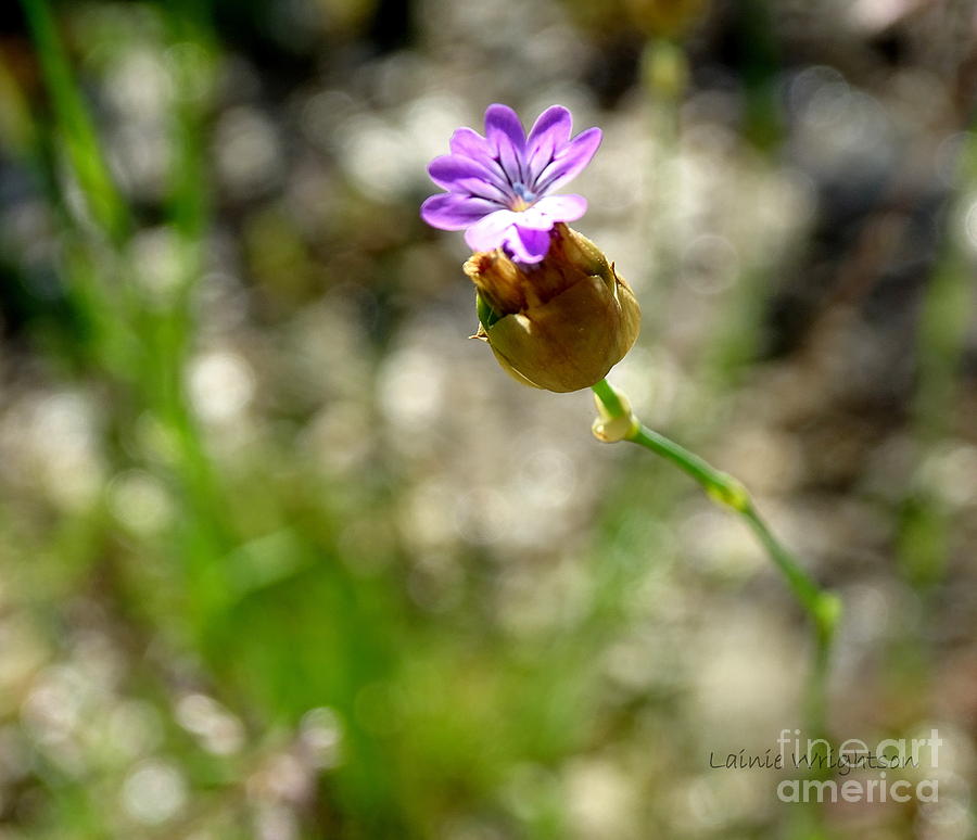 Wild Flower Photograph by Lainie Wrightson