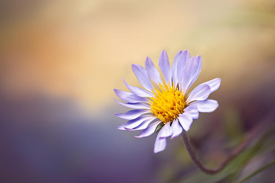 Daisy Photograph - Lone Flower by Maria Coulson