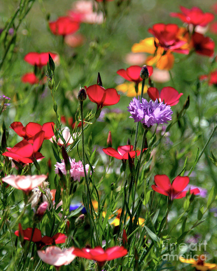 Wild flower meadow  Photograph by Stephen Melia