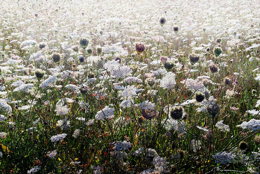 Wild Flower Meadow. Photograph by Terence Davis