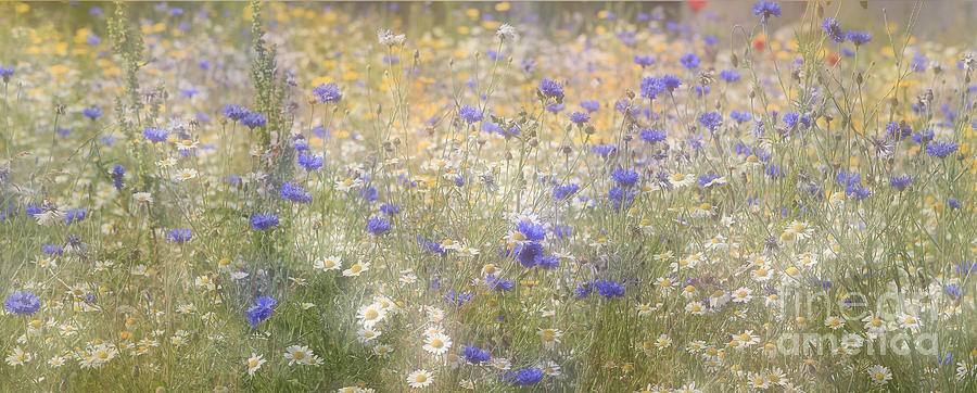 Wild Flower Meadow Photograph by Tony Mills