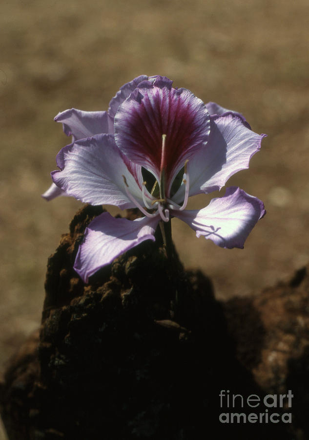 Wild Flower Of Hope-taa Ya Mwaka Photograph