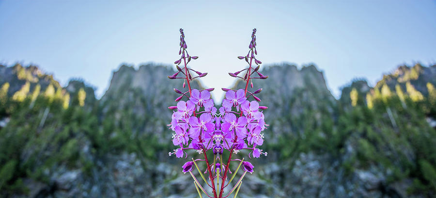 Wild Flower Reflection Digital Art by Pelo Blanco Photo
