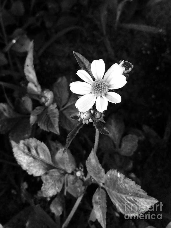 Wild flower series Photograph by Gail Nandlal - Fine Art America