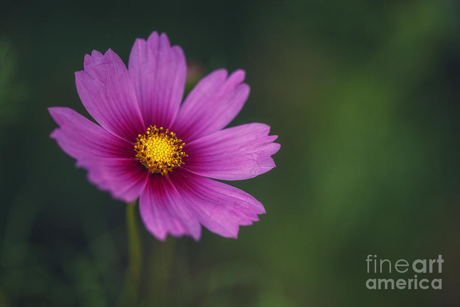 Wild Flower Photograph by Tim Wemple