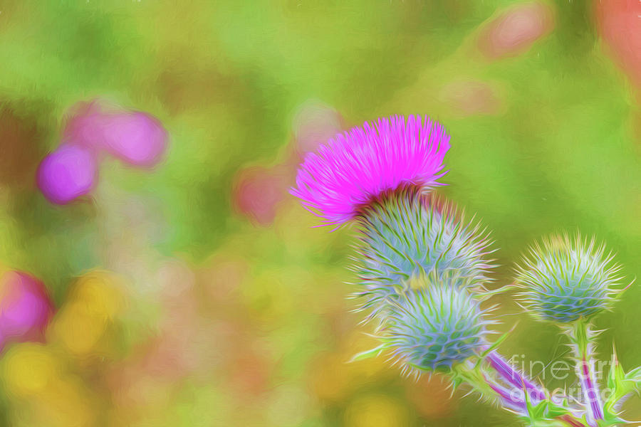 Wild Flower Digital Art