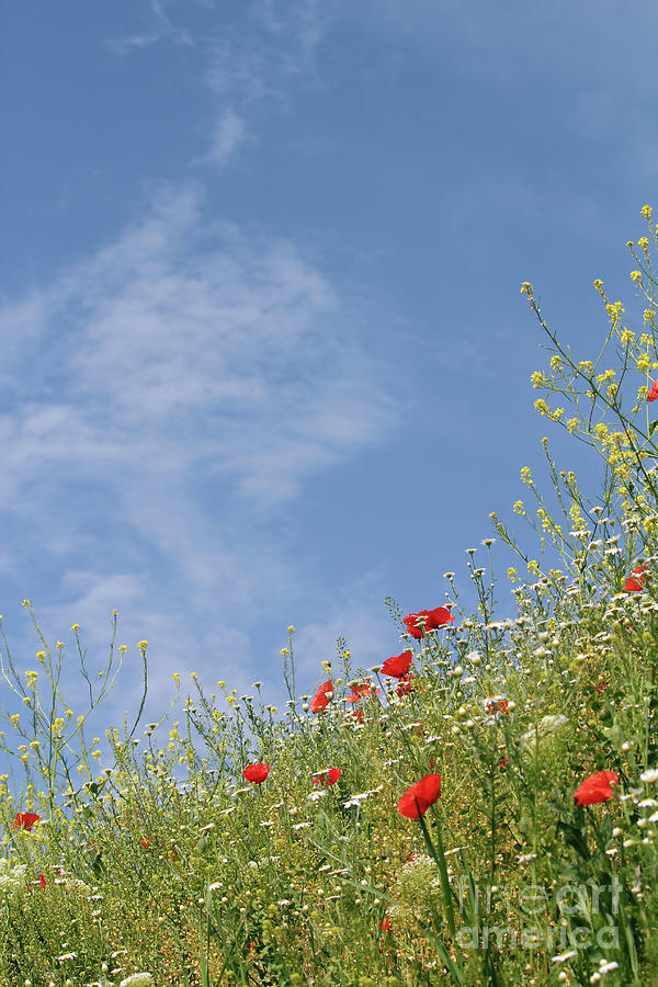 Wild Flowers And Blue Sky Meadow Photograph by Goce Risteski - Fine Art