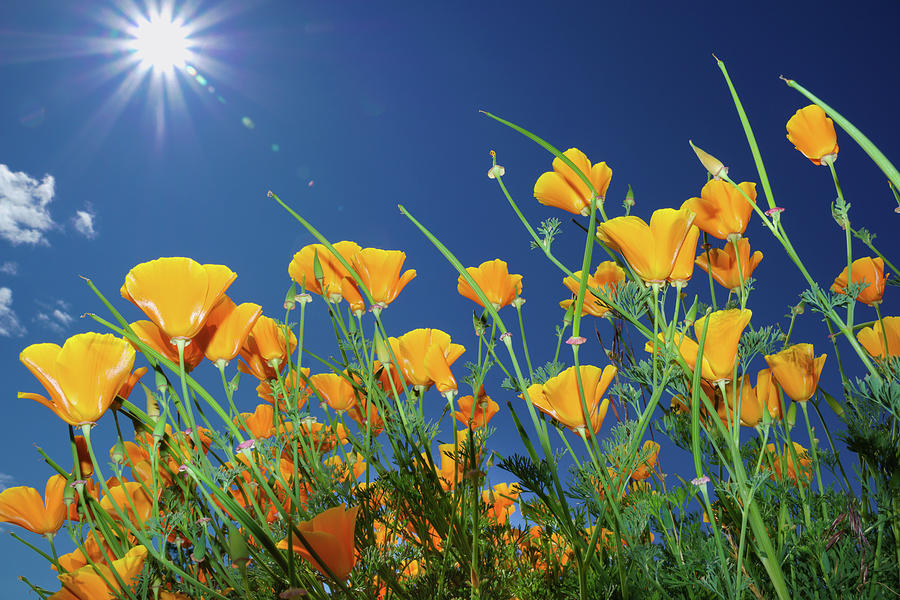 Wild flowers and sun in blue sky Photograph by William Lee