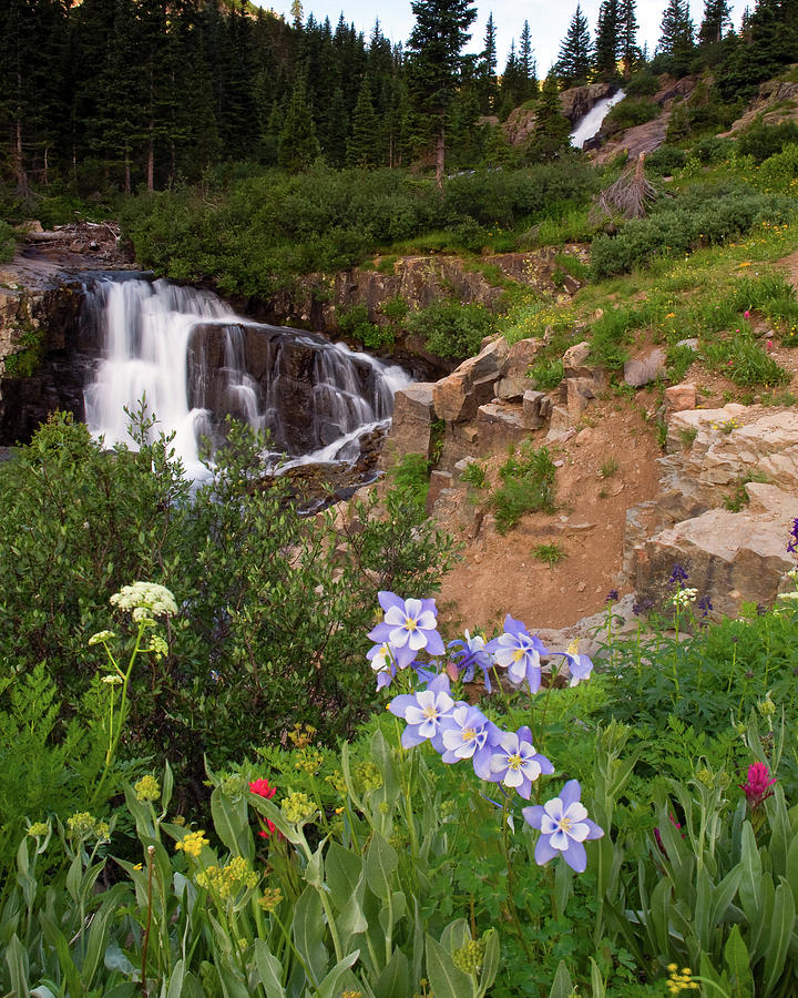 Wild Flowers and Waterfalls Photograph by Steve Stuller