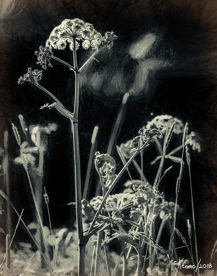 Wild Flowers And Weeds Digital Art