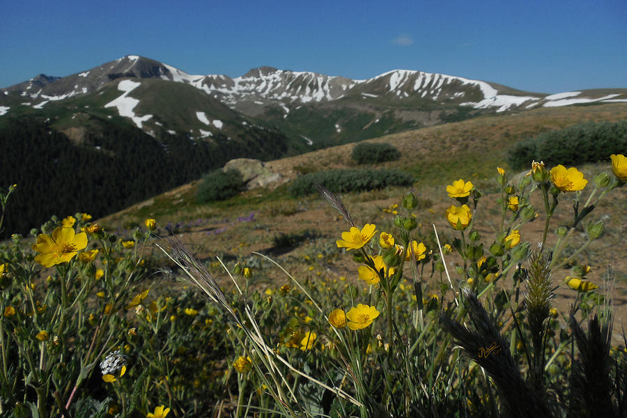 Wild Flowers at Independence Pass Photograph by W James Mortensen