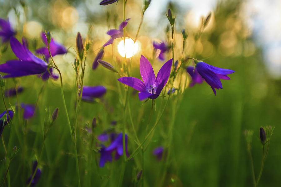 Wild Flowers At Sunset, Against The Light Photograph