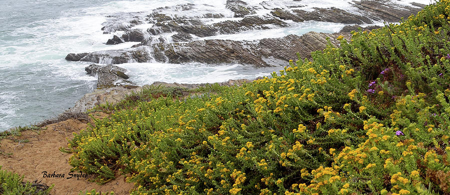 Wild Flowers At The Beach Montana de Oro Detail Photograph by Barbara Snyder