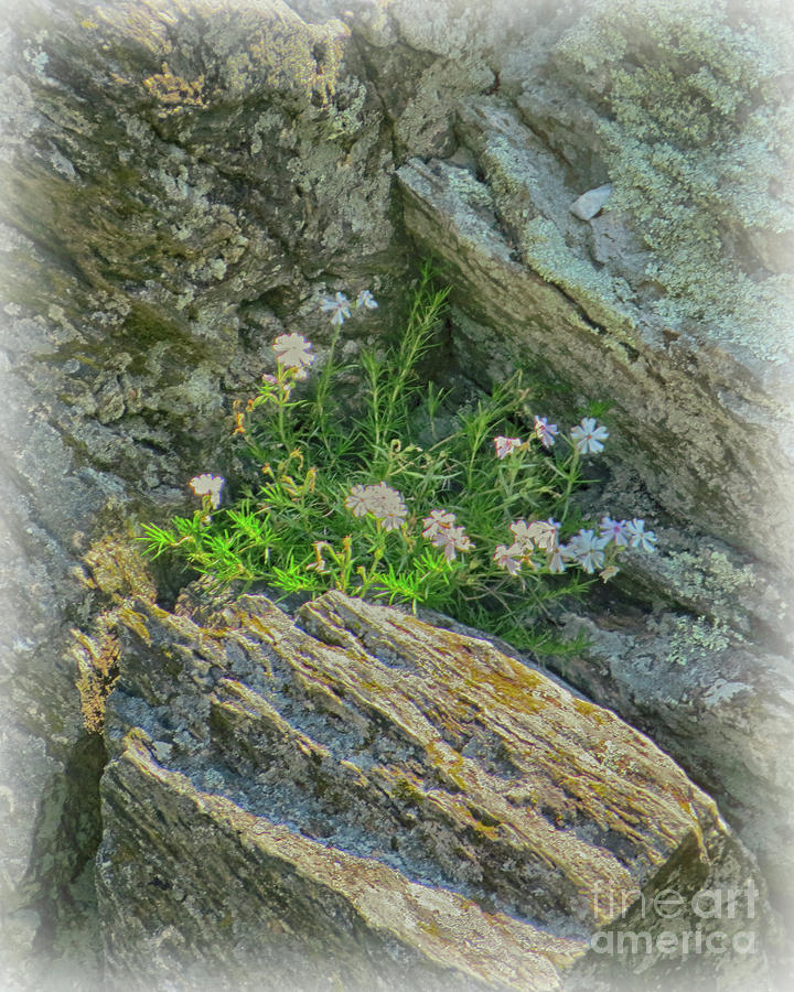 Wild Flowers Between The Rocks Photograph