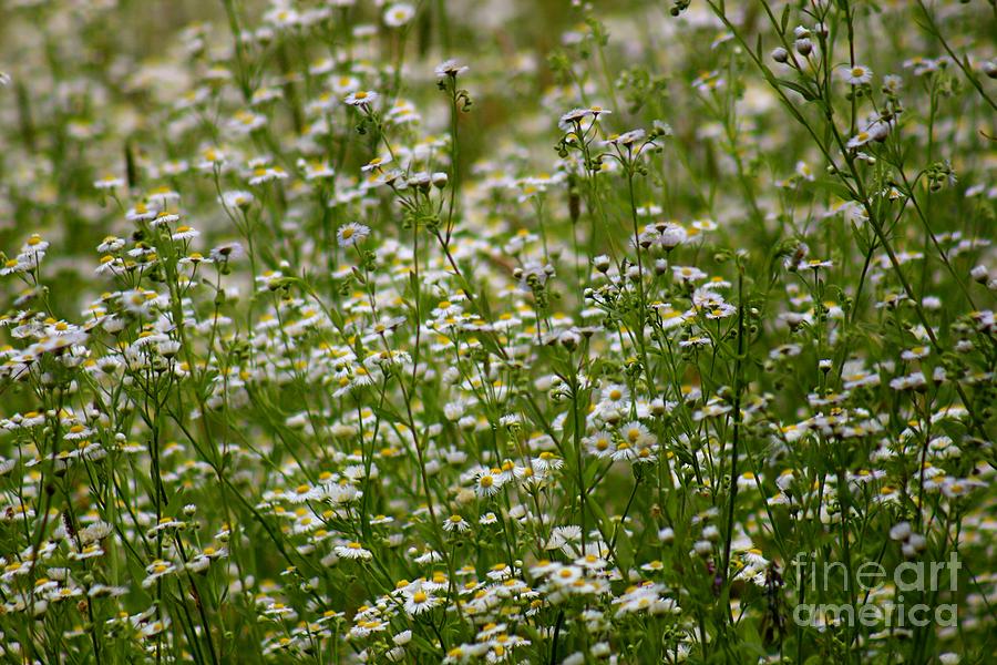 Wild Flowers Photograph by Deena Withycombe