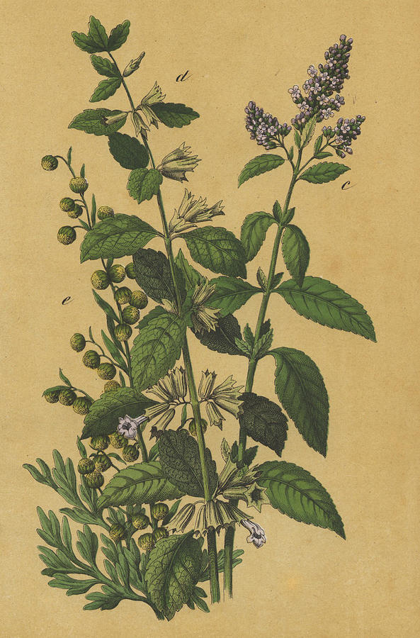 Vintage Drawing - Wild flowers by German Botanical Artist
