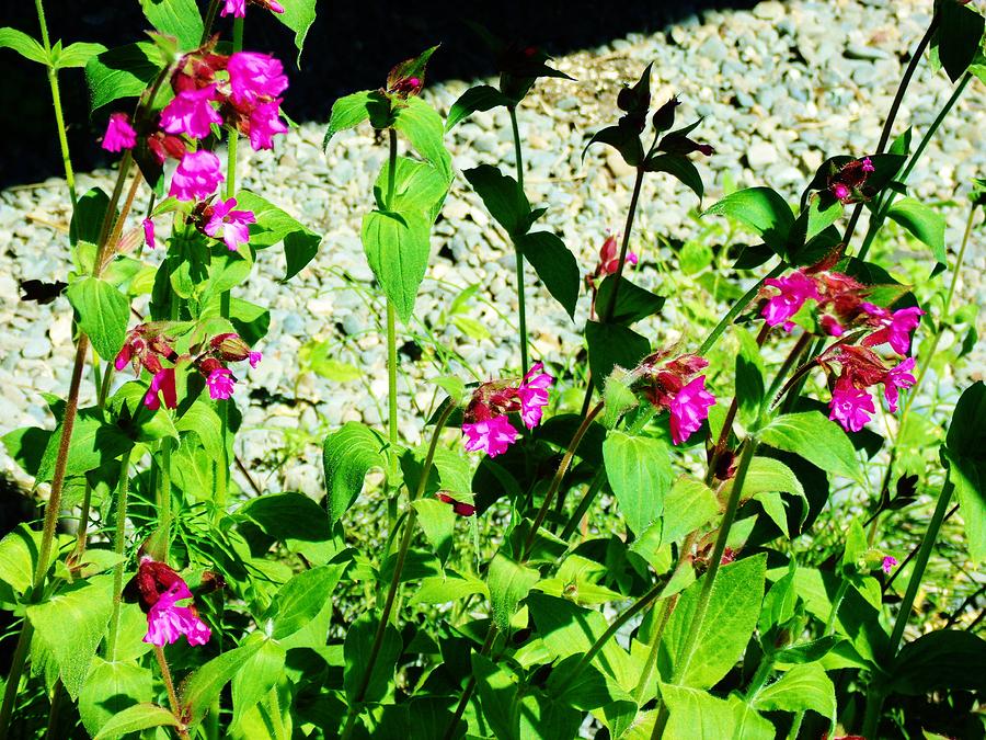 Wild flowers in Alaska Photograph by Sandra M - Fine Art America