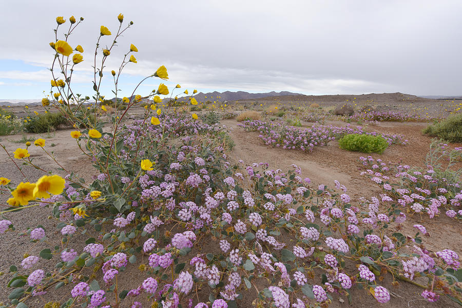 Wild Flowers in Death Valley Photograph by Dung Ma