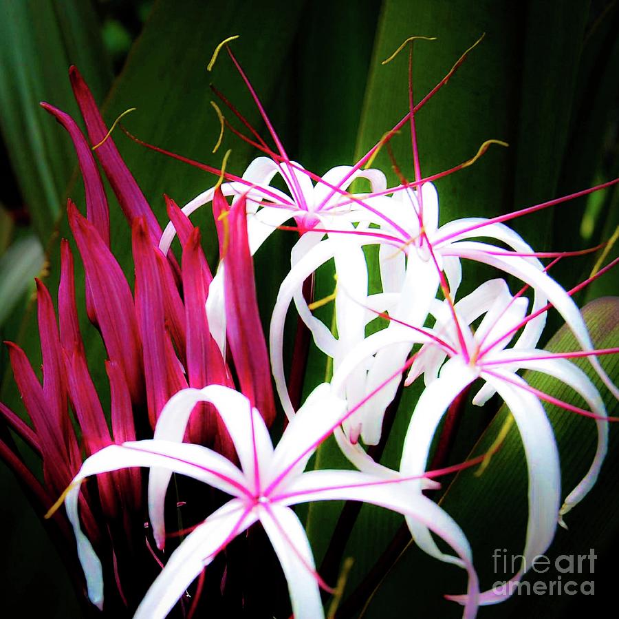 Flower Photograph - Wild Flowers in Hawaii by D Davila