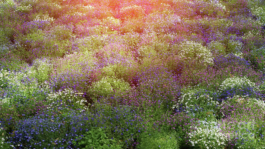 Wild Flowers In Sun Rays Photograph