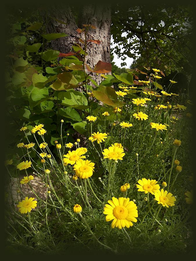 Nature Photograph - Wild Flowers by Jim  Darnall