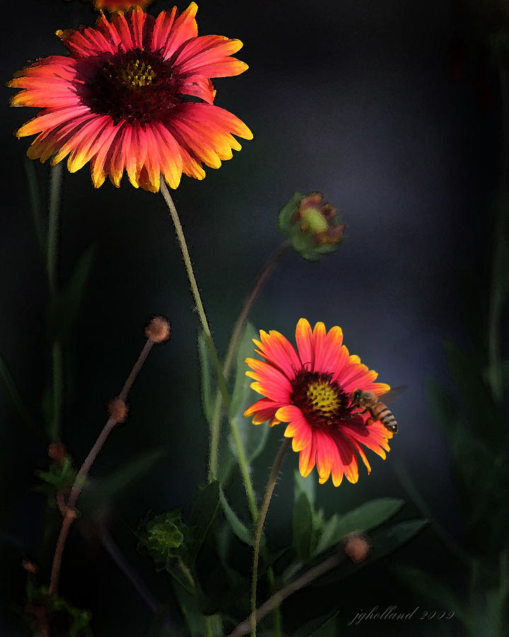 Wild Flowers  Photograph by Joseph G Holland