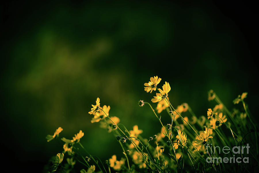 Spring Photograph - Evening Wild Flowers by Kelly Wade