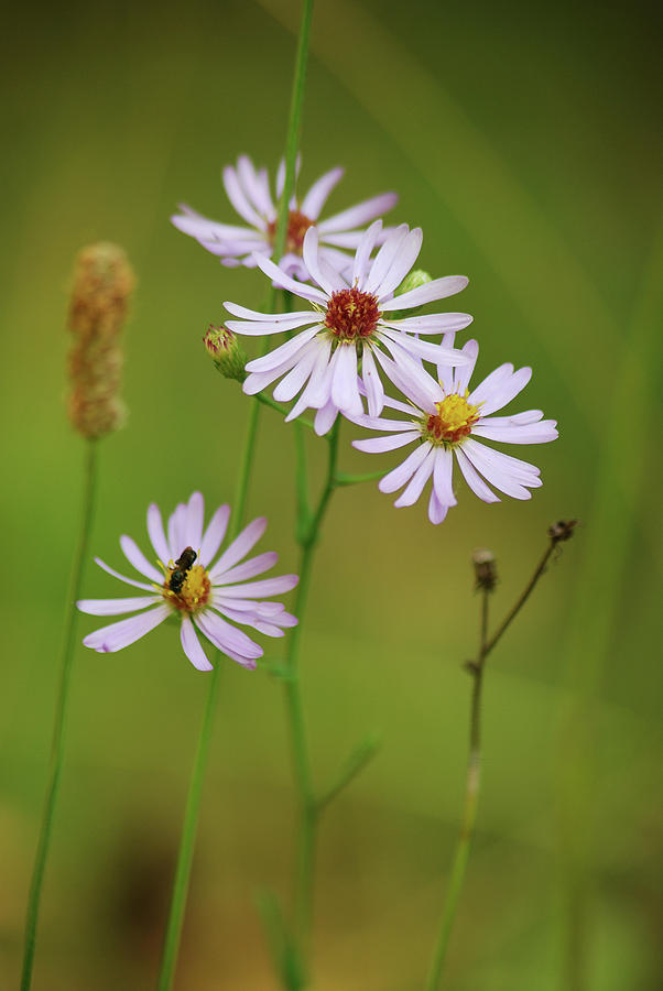 Flower Photograph - Wild Flowers by Michael Peychich