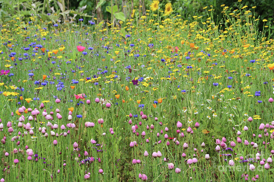 Wild Flowers Of Sark Island Photograph By Stephanie Hanson 