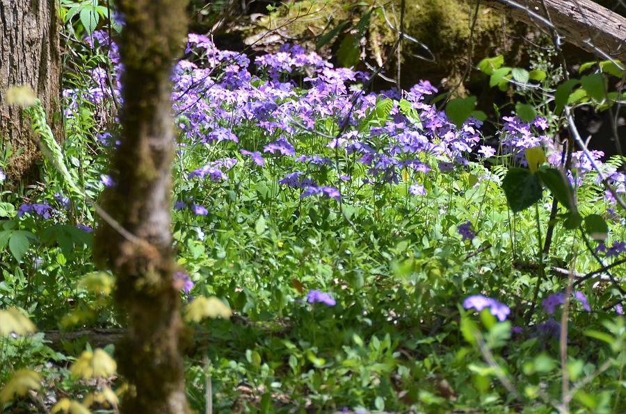 Wild Flowers on a Hike Photograph by Chuck Brown