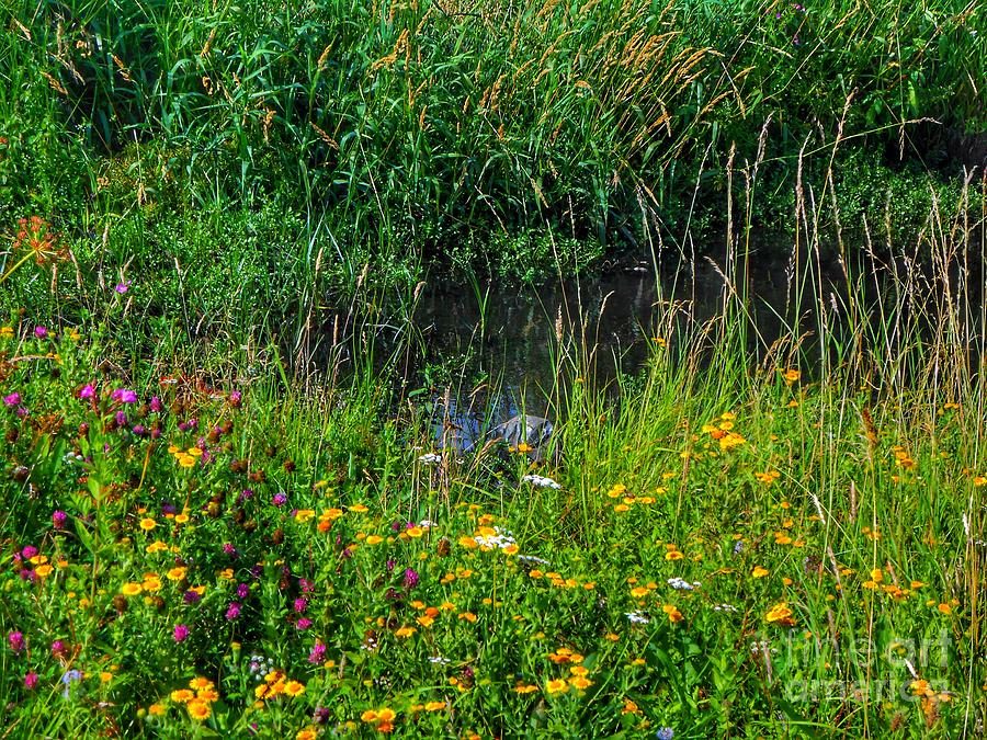 Wild Flowers on Birkdale Common by the Streamlet Photograph by Joan-Violet Stretch