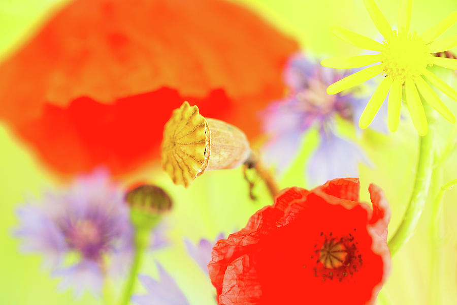 Wild flowers poppy and cornflower abstract Photograph by Dirk Ercken