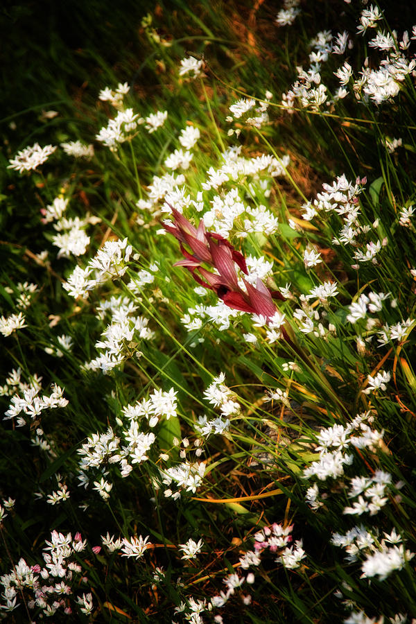Daisy Photograph - Wild Flowers by Stelios Kleanthous