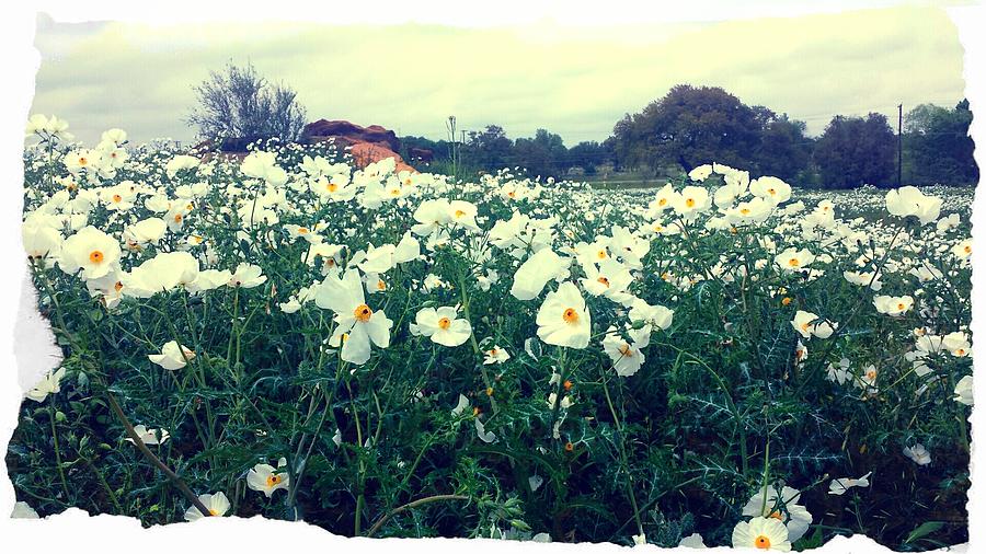 Wild Flowers White Photograph by Marisela Mungia