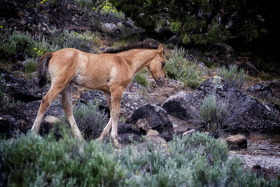 Wild Foal Photograph by Belinda Greb