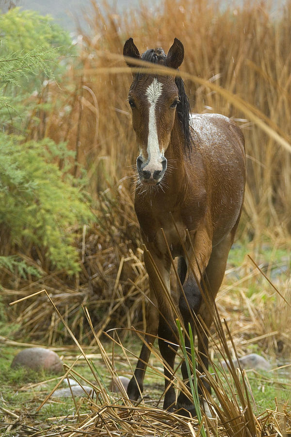 Wild Foal Photograph by Sue Cullumber