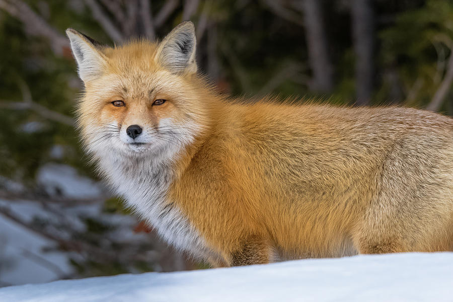 Wild Fox Beauty Photograph by Yeates Photography