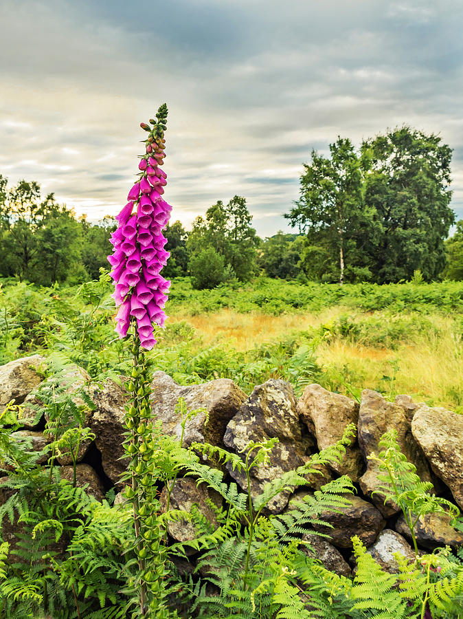 Wild Foxglove Photograph by Nick Bywater