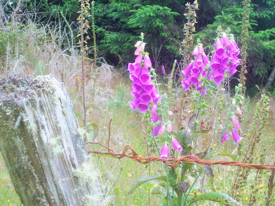 Wild Foxgloves by the Fence Photograph by Carol Riddle