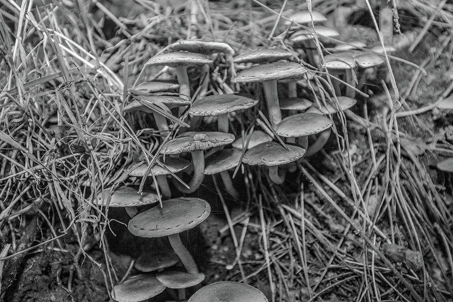 Wild fungi Photograph by Ed James